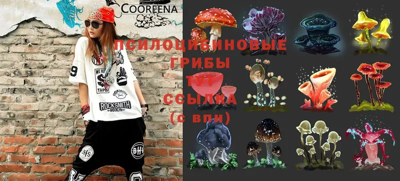 Галлюциногенные грибы Psilocybe  Калачинск 